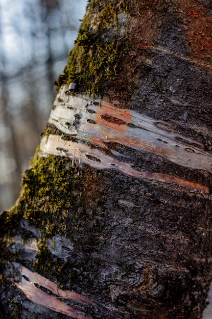 Close-up image of a tree trunk showing textured bark with patches of green moss and peeling layers of bark in shades of brown, white, and reddish tones. The background is blurred, suggesting an outdoor environment with hints of other trees and natural light. The focus is on the natural surface details of the tree, with no elements of furniture, boxes, or moving equipment visible. This detailed view highlights the organic textures associated with outdoor environments where house removals and furniture transport often occur, supporting the context of relocation services provided by Man and Van Barking while remaining neutral and factual.