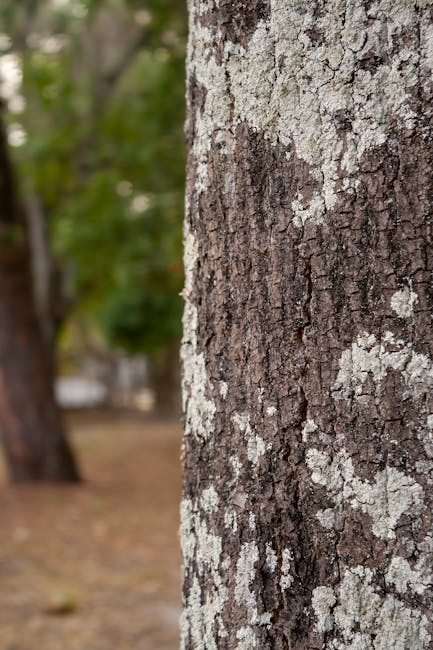 Close-up image of a tree trunk showing textured bark with patches of green moss and peeling layers of bark in shades of brown, white, and reddish tones. The background is blurred, suggesting an outdoor environment with hints of other trees and natural light. The focus is on the natural surface details of the tree, with no elements of furniture, boxes, or moving equipment visible. This detailed view highlights the organic textures associated with outdoor environments where house removals and furniture transport often occur, supporting the context of relocation services provided by Man and Van Barking while remaining neutral and factual.