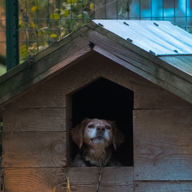 A small, fluffy dog with cream-colored, slightly wavy fur standing on a gravel driveway near a grey metal fence. The dog has a black nose, dark eyes, and an open mouth that appears to be smiling or ba