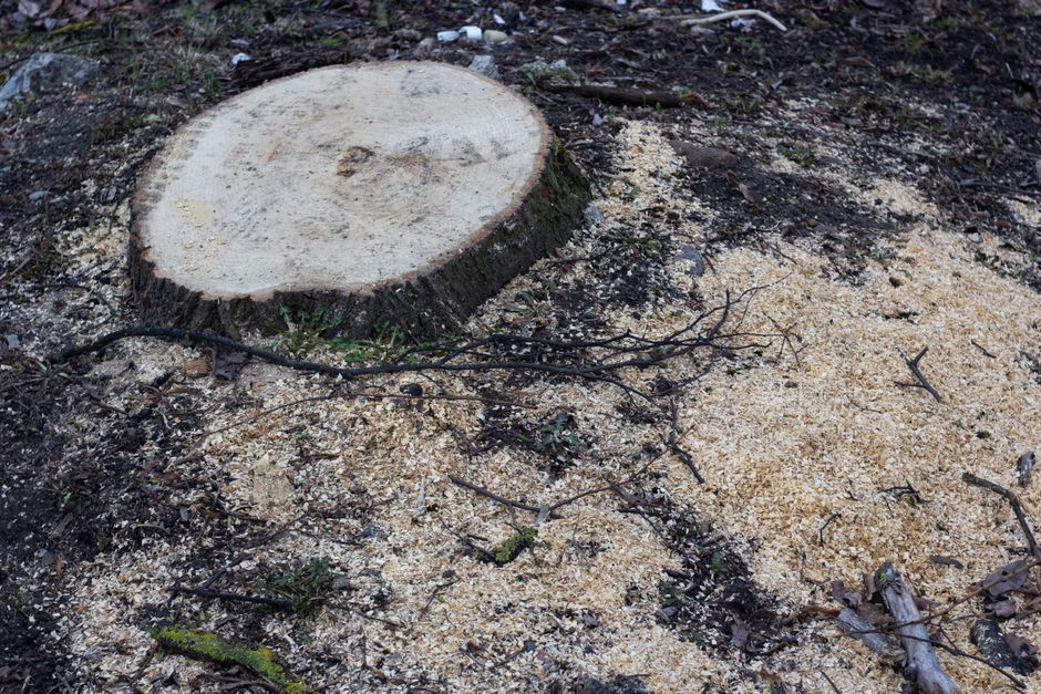 A close-up view of a tree stump with a flat, smooth cut surface, situated on the ground surrounded by wood shavings, small twigs, and patches of dark soil and moss. The stump appears freshly cut, with sawdust scattered around its base, and the area shows signs of recent tree felling. The scene is outdoors, with natural lighting highlighting the texture of the wood and the surrounding debris. This image relates to the process of clearing or preparing a property for home relocation or moving services, and Man and Van Barking may assist with such tasks as part of their removals and furniture transport solutions, especially when dealing with access issues or staircases during house moves.