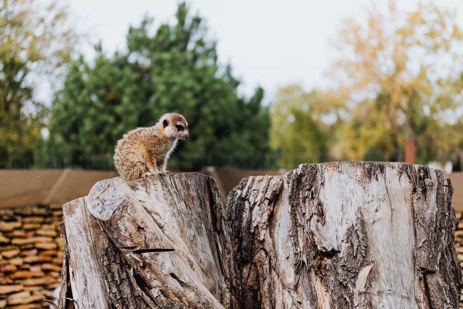 A small meerkat with light brown, slightly shaggy fur and a pointed face sits on top of a weathered tree stump in an outdoor setting. The stump is large, with textured, cracked bark and a flat top, indicating it has been cut down. Behind the stump, there is a background of green foliage, including shrubs and trees, with some autumn-colored leaves, suggesting a park or garden environment. The scene is lit with natural daylight, highlighting the meerkat’s alert posture as it surveys its surroundings. The image captures the natural habitat and the typical behavior of the meerkat in a quiet outdoor area, which can be part of a home relocation or outdoor equipment setup, often considered during packing or moving processes involving garden or outdoor furniture and natural elements. Man and Van Barking may handle such outdoor objects during comprehensive home removals or furniture transport, emphasizing careful handling of outdoor features and natural surroundings.